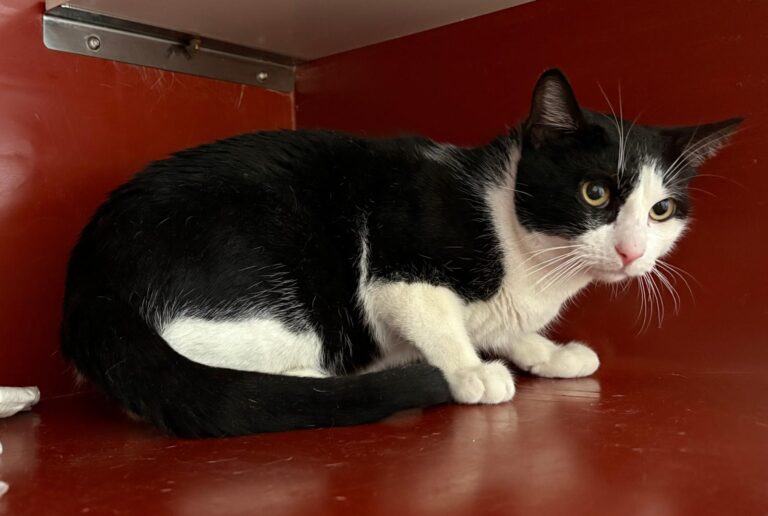 multimedia-foto93758-214-1