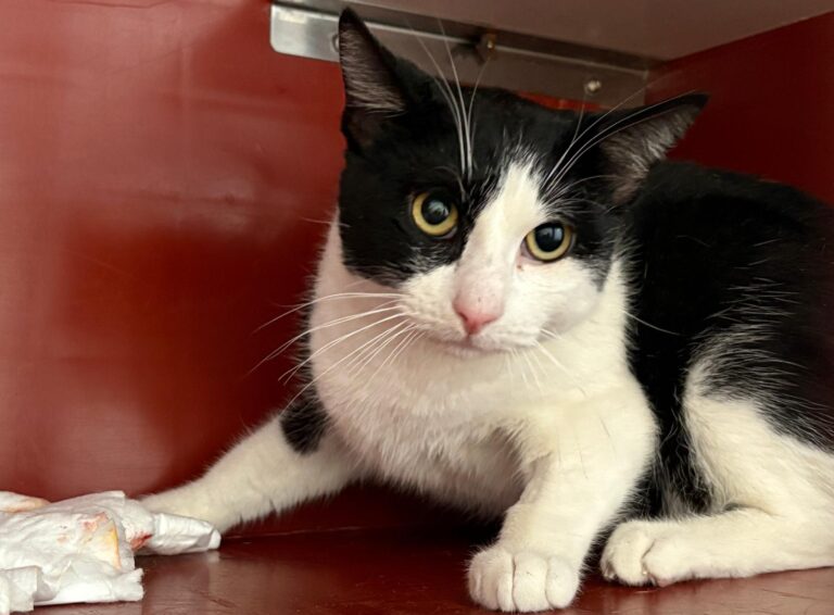 multimedia-foto93759-215-1