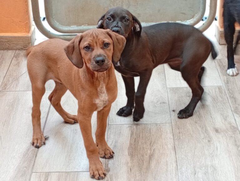 multimedia-foto93819-25-1