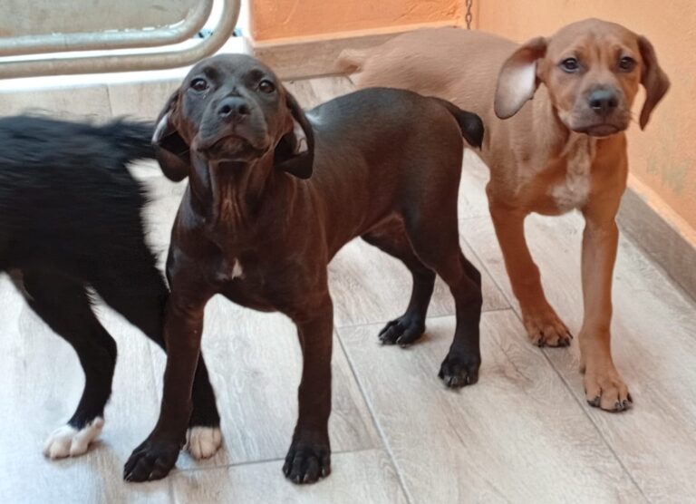 multimedia-foto93826-93-1