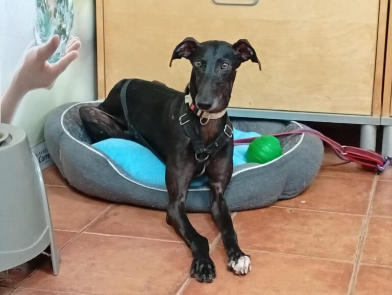 multimedia-foto93832-43-1