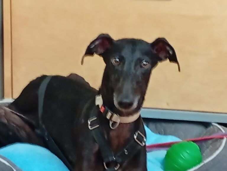 multimedia-foto93833-44-1