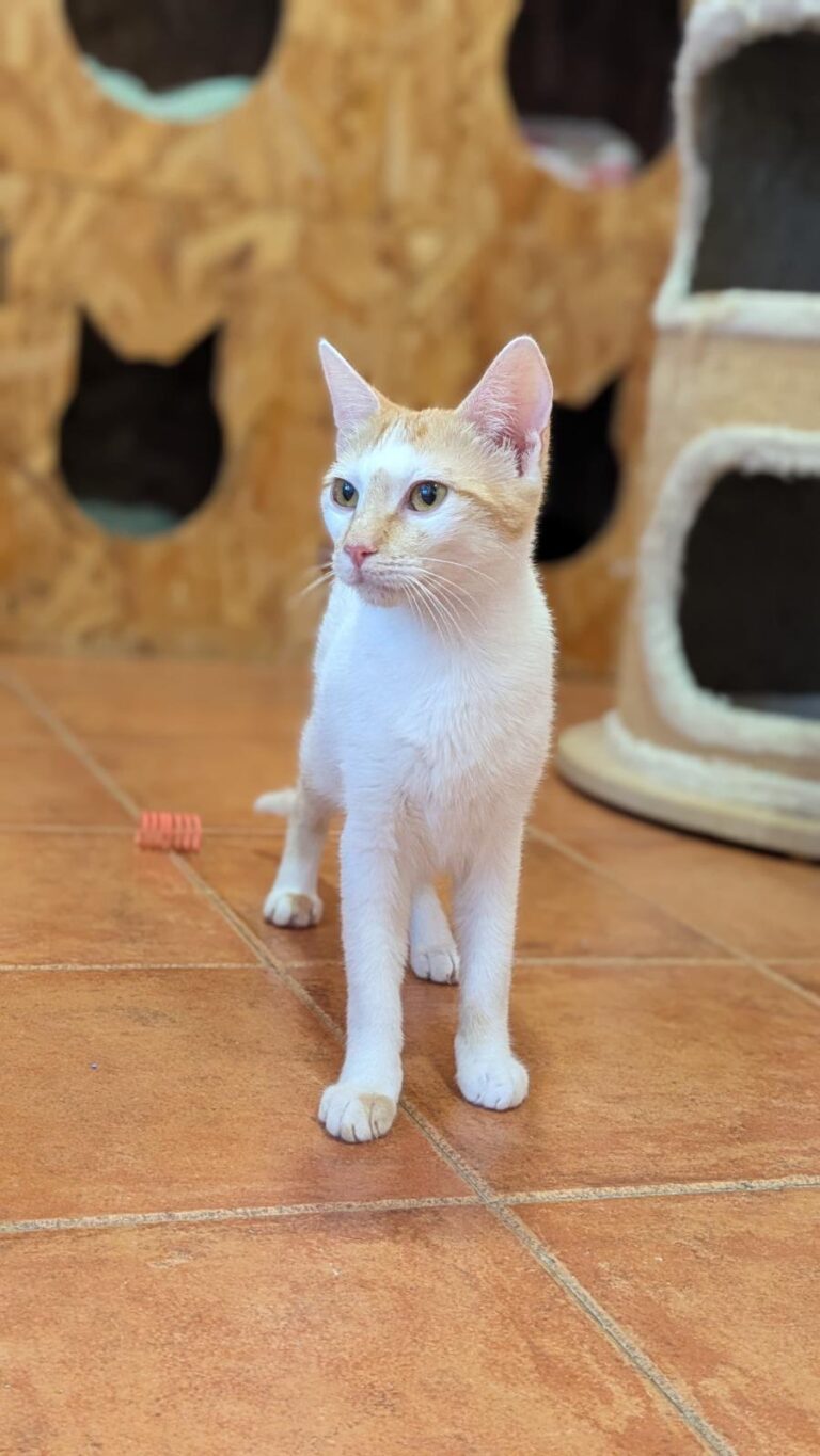 multimedia-foto93865-648-1