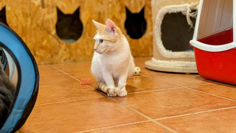 multimedia-foto93866-648-1