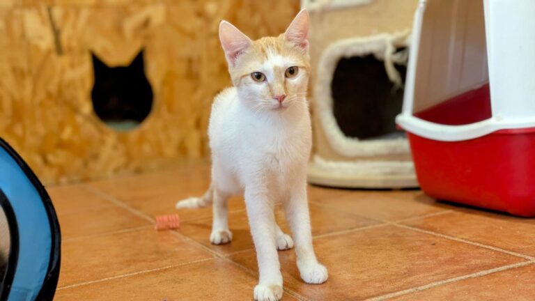 multimedia-foto93867-648-1