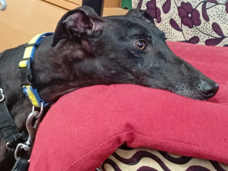 multimedia-foto93875-462-1