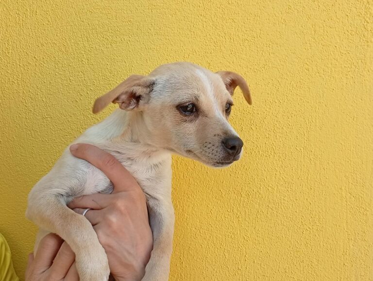 multimedia-foto93887-334-1