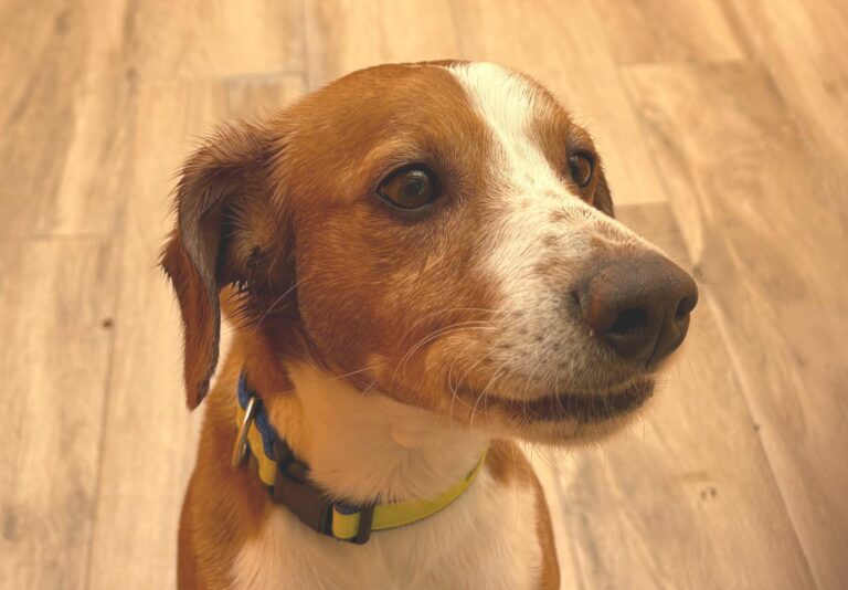 multimedia-foto93922-387-1