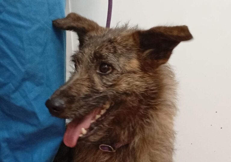 multimedia-foto93929-622-1