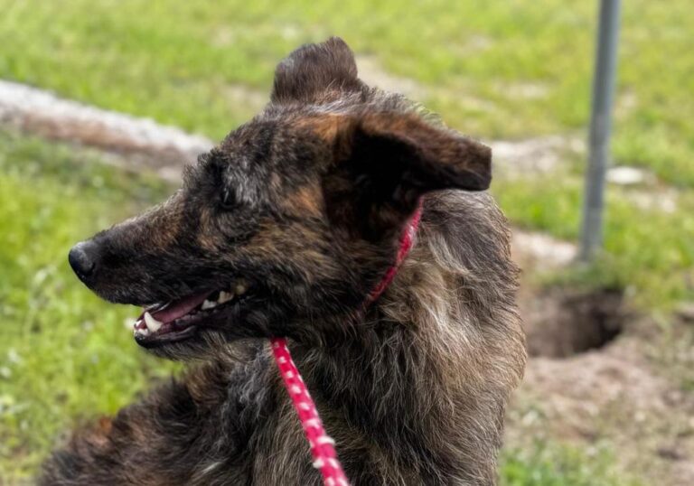 multimedia-foto93932-623-1