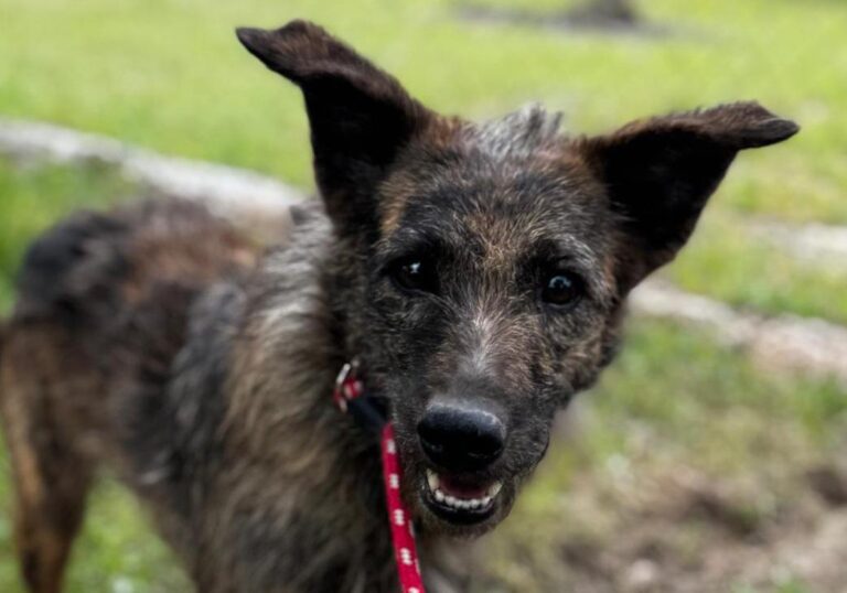 multimedia-foto93937-625-1