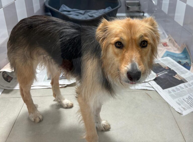 multimedia-foto93948-719-1