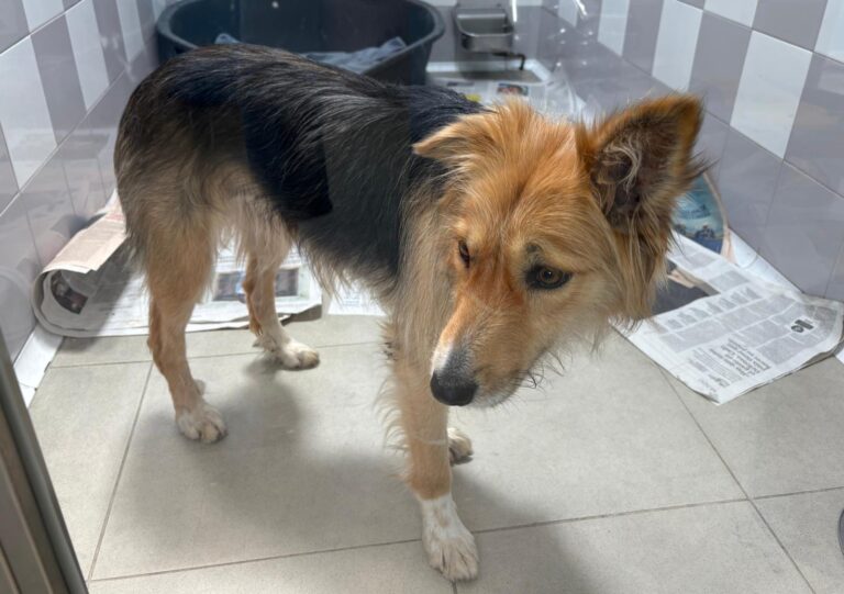 multimedia-foto93953-720-1