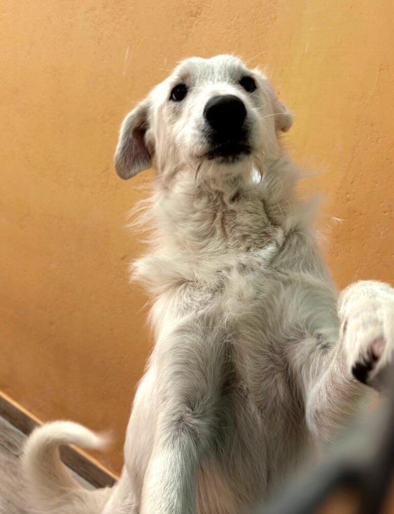 multimedia-foto93954-733-1