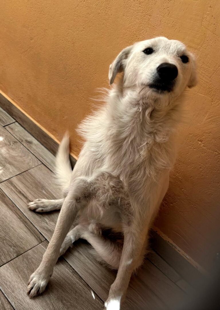 multimedia-foto93955-733-1