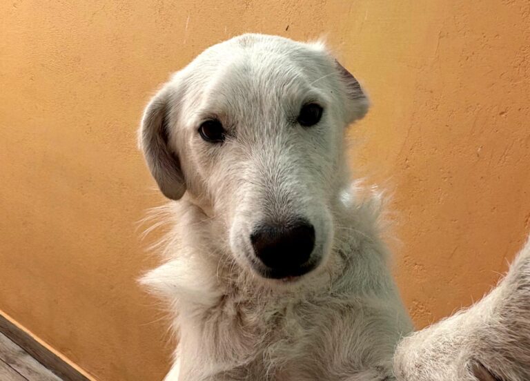 multimedia-foto93957-733-1