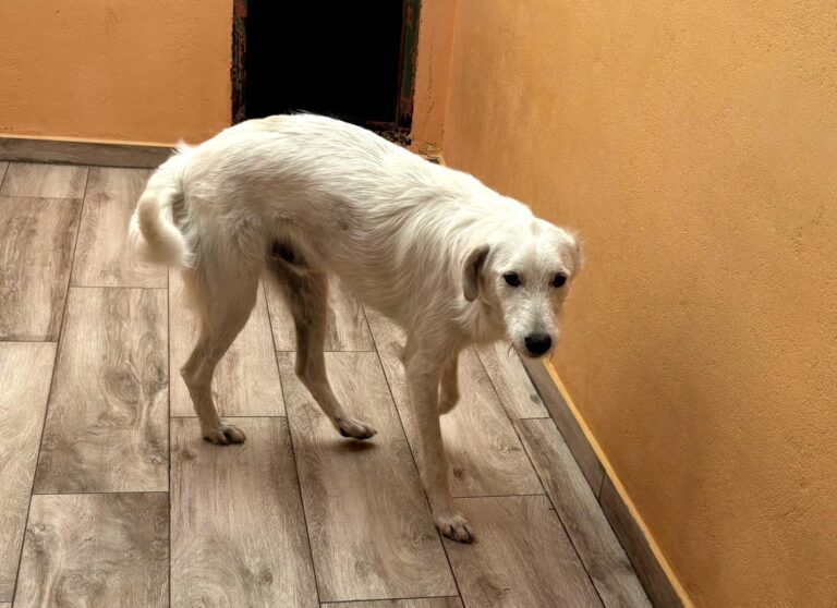 multimedia-foto93958-734-1