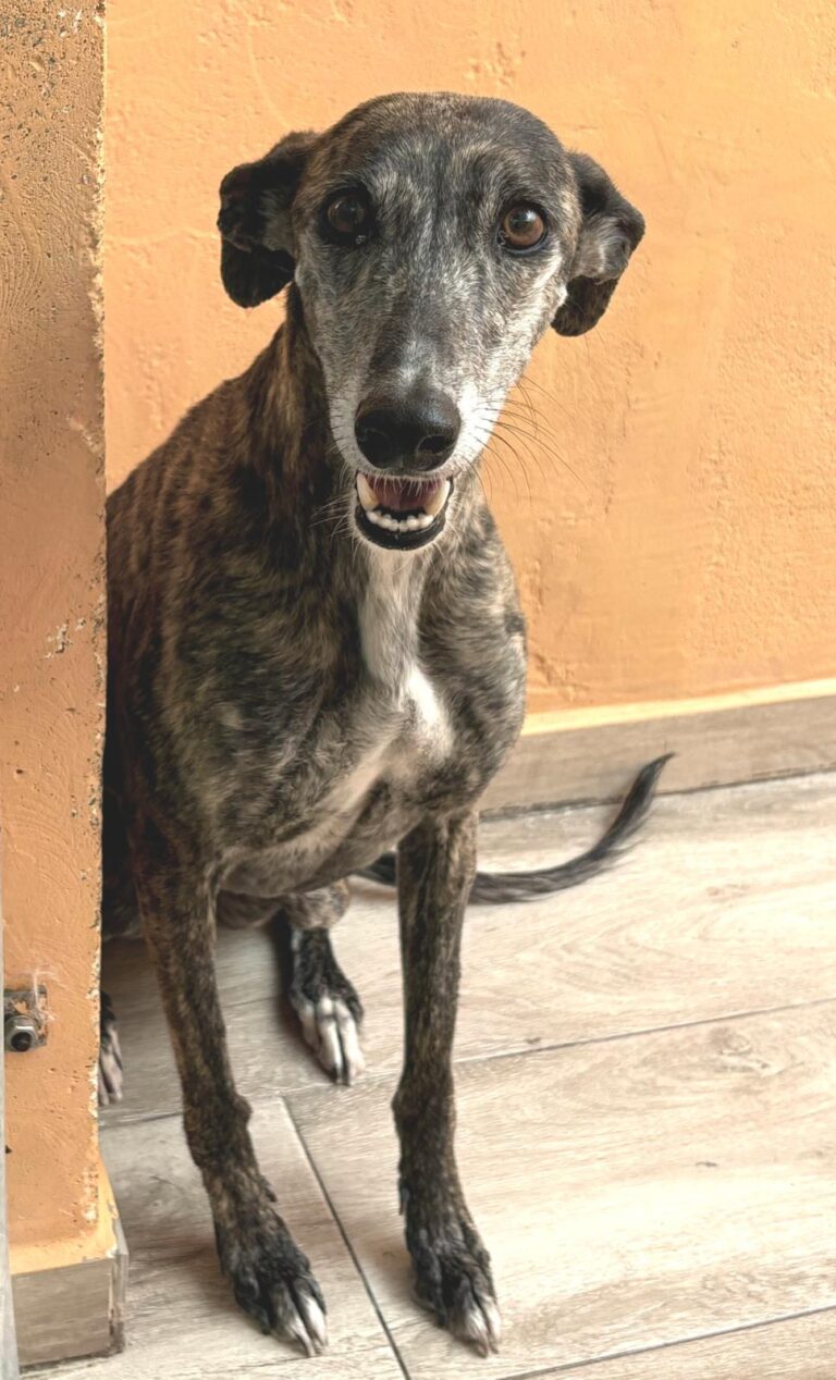 multimedia-foto93995-269-1