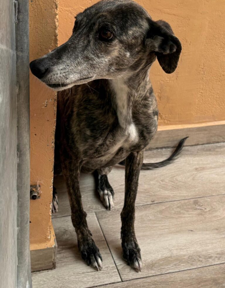 multimedia-foto93997-270-1