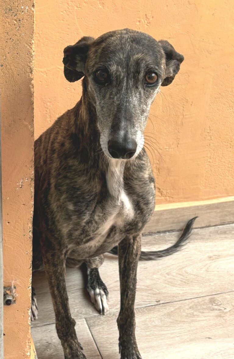 multimedia-foto93998-271-1