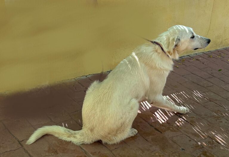 multimedia-foto93999-674-1