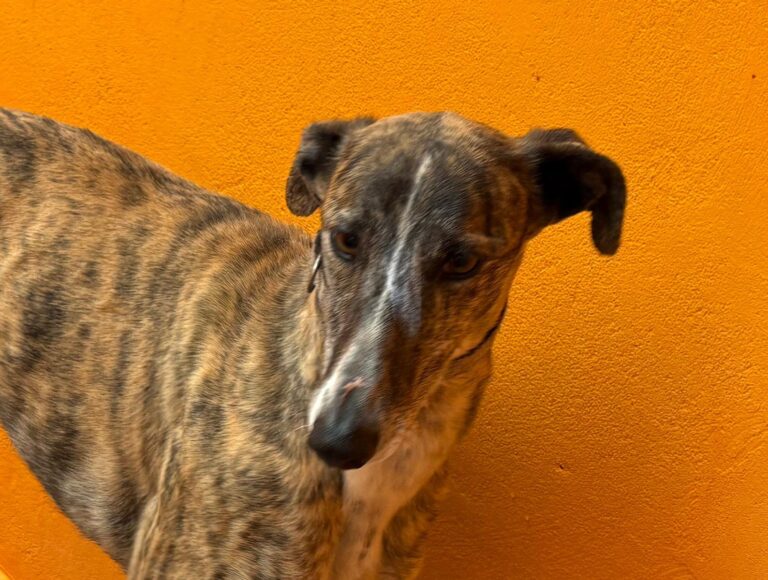 multimedia-foto94041-271-1