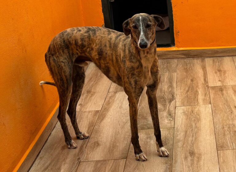 multimedia-foto94042-271-1