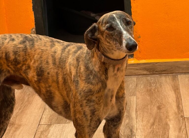 multimedia-foto94043-272-1