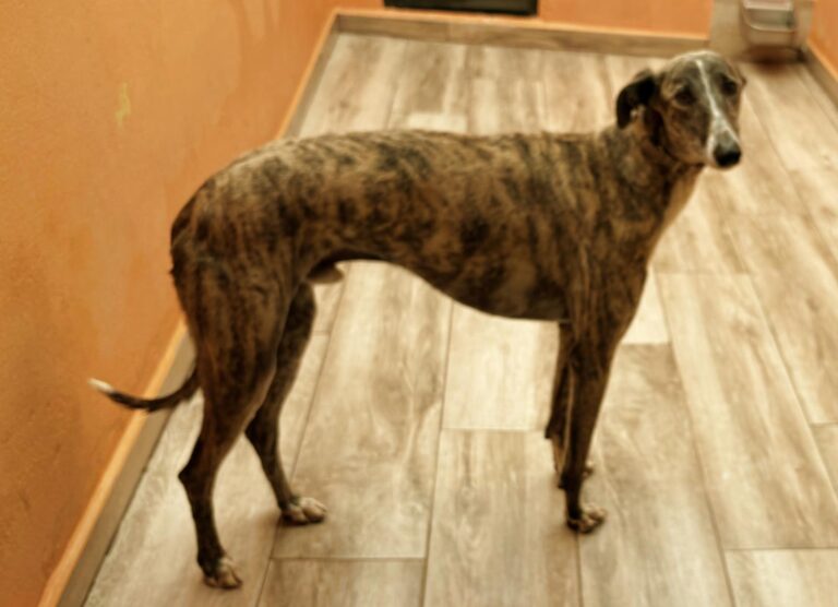 multimedia-foto94045-272-1