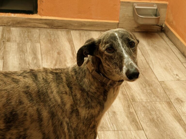 multimedia-foto94046-272-1