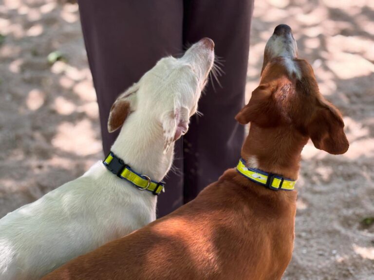 multimedia-foto94089-903-1