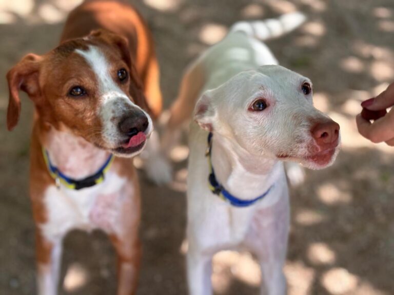 multimedia-foto94090-903-1