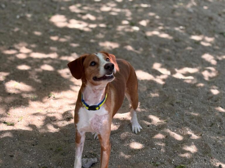 multimedia-foto94091-903-1