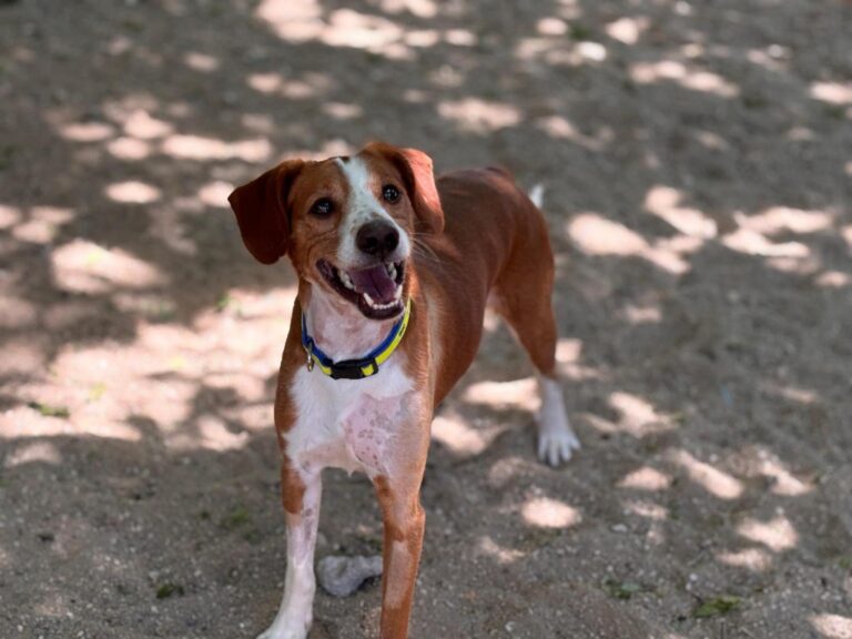 multimedia-foto94092-903-1