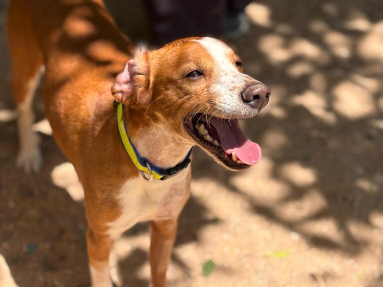 multimedia-foto94093-904-1