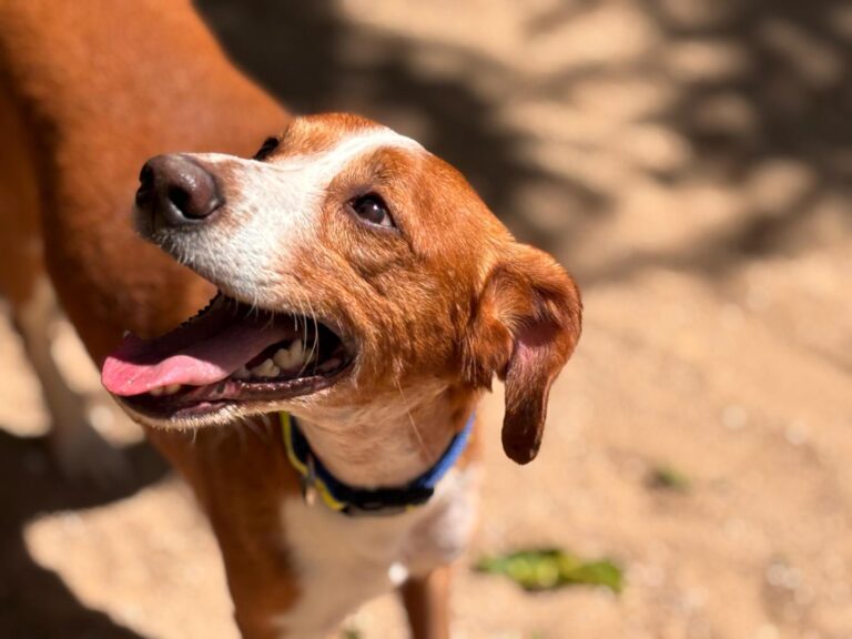 multimedia-foto94094-904-1