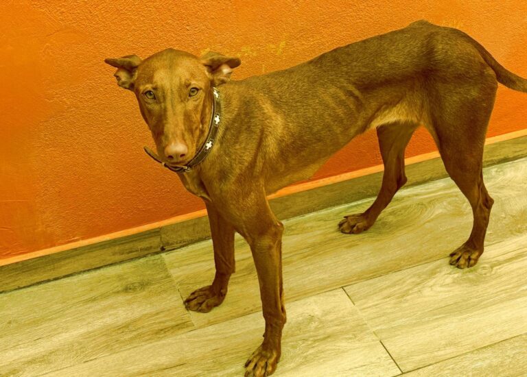 multimedia-foto94108-93-1