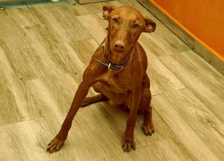 multimedia-foto94110-94-1