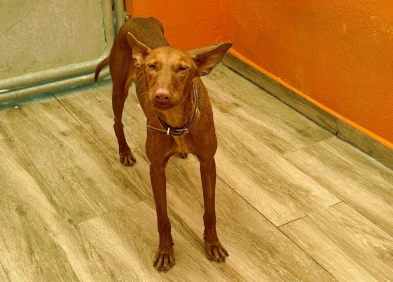 multimedia-foto94112-94-1