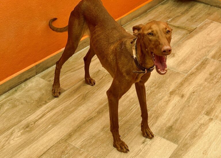 multimedia-foto94113-95-1