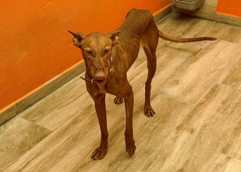 multimedia-foto94114-95-1