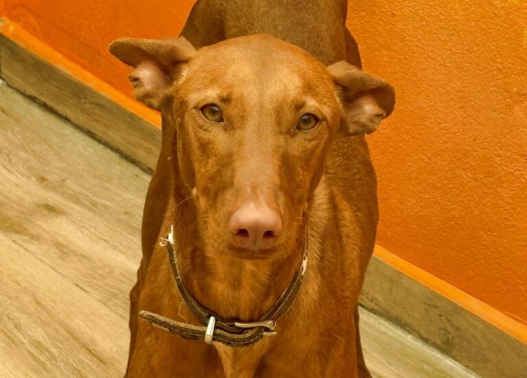 multimedia-foto94115-95-1