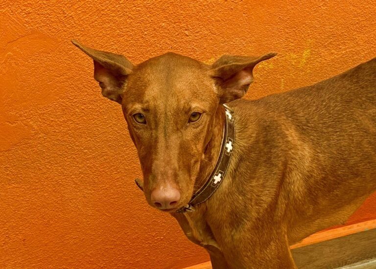 multimedia-foto94116-96-1