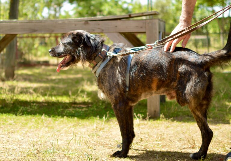 multimedia-foto94120-966-1