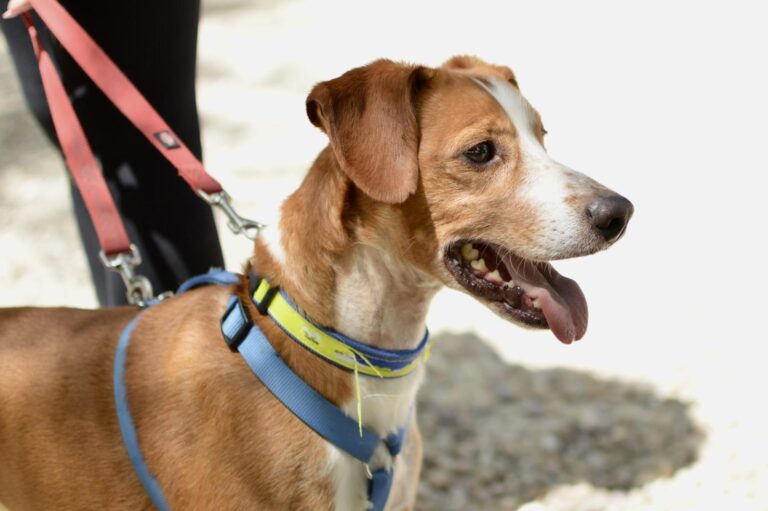 multimedia-foto94132-107-1