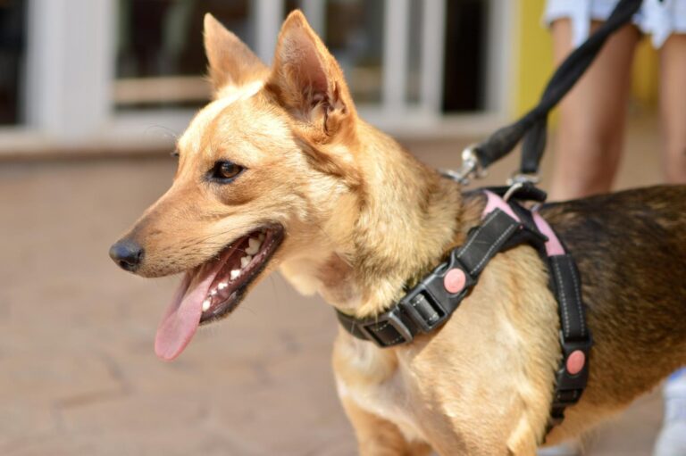 multimedia-foto94135-261-1