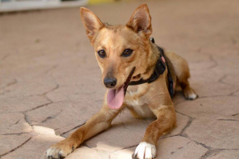 multimedia-foto94137-262-1