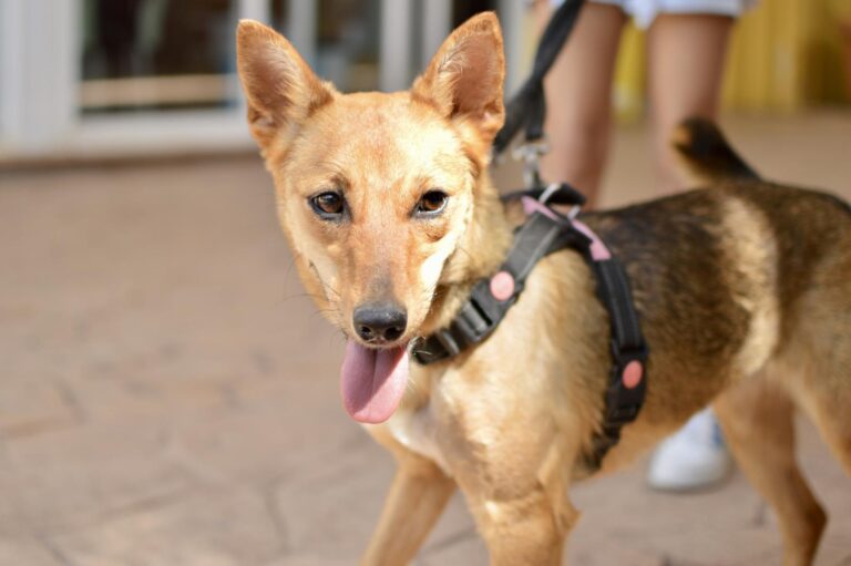 multimedia-foto94138-262-1