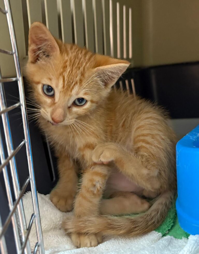 multimedia-foto94167-919-1