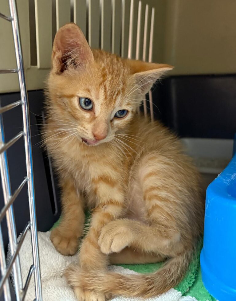 multimedia-foto94168-919-1